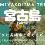 2023年 【宮古島】〜後半編〜1日3組限定ヴィラ宿泊🏨ウミガメに高確率で会えるビーチでウミガメと泳ぐ！🐠☀️