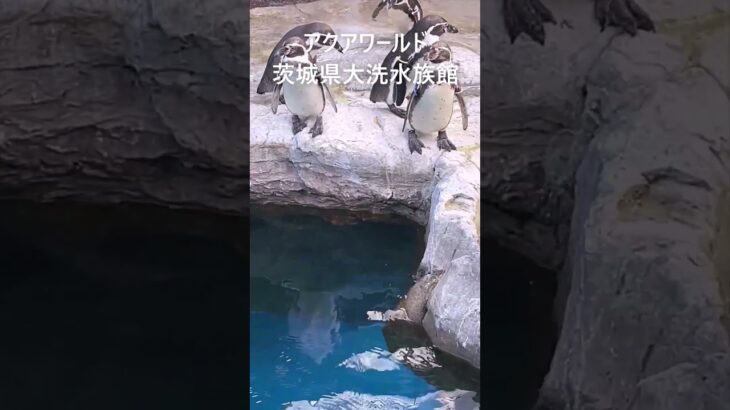 アクアワールド茨城県大洗水族館2#アクアワールド茨城県大洗水族館