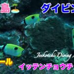 2023年 宮古島🏝ダイビング🤿３５ホール周辺🪸イッテンチョウチョウウオ😆👍2024年12月