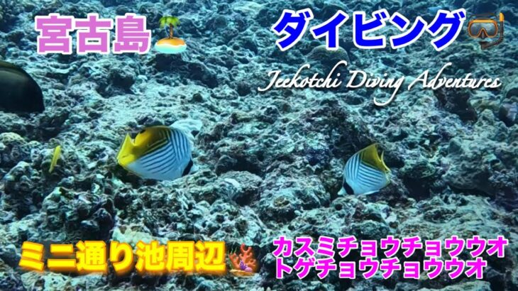 2023年 宮古島🏝ダイビング🤿ミニ通り池周辺🪸カスミチョウチョウウオ・トゲチョウチョウウオ😆👍2024年12月