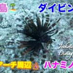 2023年 宮古島🏝ダイビング🤿ツインアーチ周辺🪸ハナミノカサゴ😆👍2024年12月