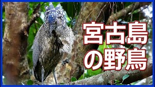 2023年 宮古島の野鳥　2025