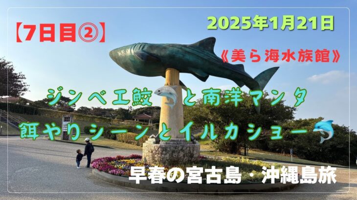 2023年 【宮古島・沖縄島旅】「7日目⓶」ジンベエ鮫と南洋マンタ餌やりシーンにイルカショー🦈🐬 #沖縄県 #本部町 #美ら海水族館