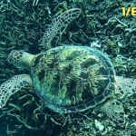 2023年 ４ｋ 「アオウミガメ」「Green turtle」【4k 水中 UNDERWATER】【宮古島　海　サンゴ　魚　シュノーケリング　水族館　観光　移住】