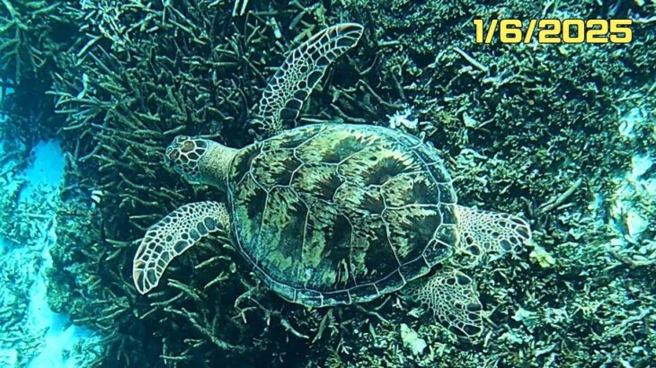 2023年 ４ｋ 「アオウミガメ」「Green turtle」【4k 水中 UNDERWATER】【宮古島　海　サンゴ　魚　シュノーケリング　水族館　観光　移住】