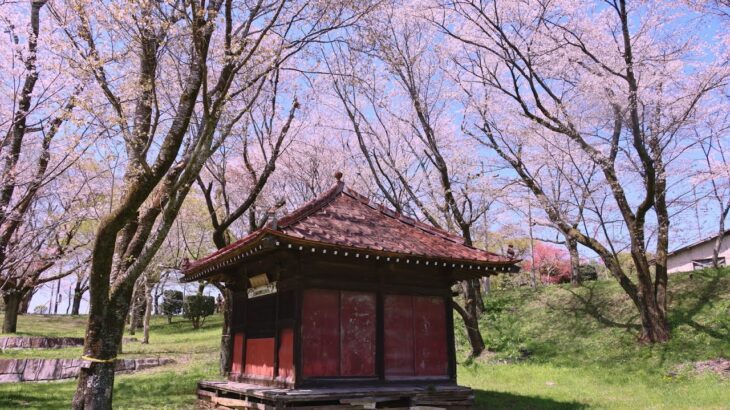 JG8K 茨城 磯部桜川の桜(天然記念物) Ibaraki,Sakura at Isobe Sakuragawa(Natural Monument)