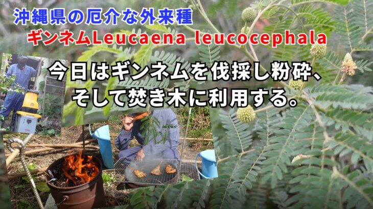 2023年 私は南国沖縄宮古島の厄介者外来種ギンネム(Leucaena)を伐採粉砕して活用する。