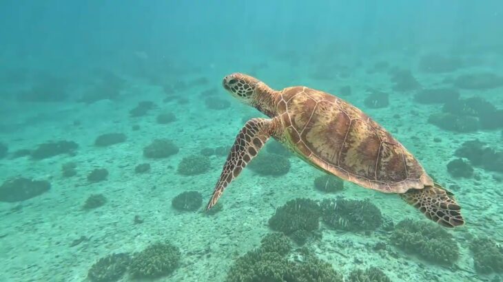 2023年 Sea Turtle at Waiwai Beach in Miyako, Okinawa/ 宮古島のわいわいビーチでウミガメに遭遇！