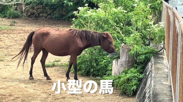 2023年 【宮古島】宮古馬を見に行ってみた