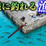 2023年 ある魚が無眼に釣れる宮古島の神漁港が凄かった