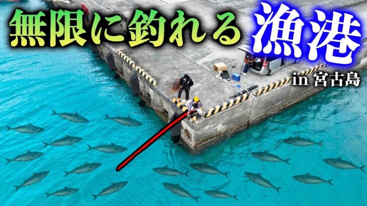 2023年 ある魚が無眼に釣れる宮古島の神漁港が凄かった