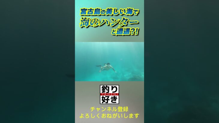 2023年 宮古島の美しい海で海のハンターと遭遇？！