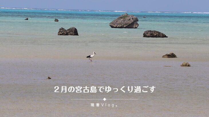 2023年 【宮古島暮らし】伊良部大橋10周年記念！新聞に載った日 / 伊良部島の海で散歩するコウノトリ /　お店OPENに向けて  Vlog