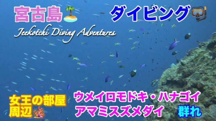 2023年 宮古島🏝ダイビング🤿女王の部屋周辺🪸ハナゴイ・ウメイロモドキ・スズメダイ群れ😆👍2024年12月