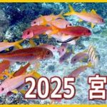 2023年 宮古島　2025