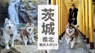 【袋田の滝、花貫渓谷】犬連れOK！ハスキーといっしょに茨城県北観光