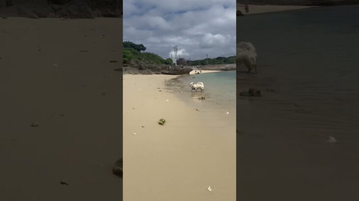 2023年 そっと泳ぐ犬　#犬　#ウエスティ #宮古島　#miyako #shorts #beach #japaneseterrier #terrier