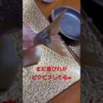 2023年 宮古島 活け作り なんのお魚さんかは分かりません( ˘•ω•˘ ).｡oஇ