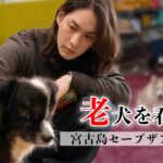 2023年 【老犬を看取る】宮古島セーブザアニマルズのワンちゃん、猫ちゃん