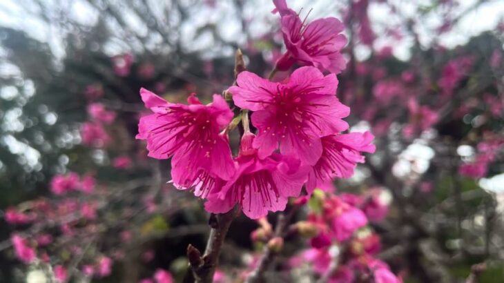 2023年 【宮古島】サクラ満開です🌸