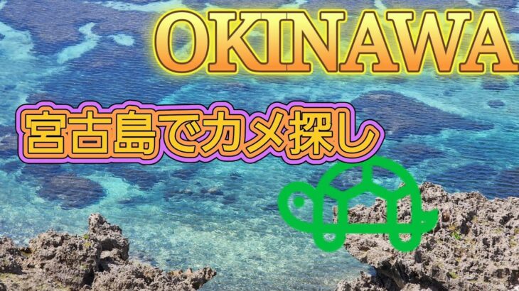 2023年 宮古島　池間大橋着いて橋にカメ探しに向かったら数秒でカメ🐢発見