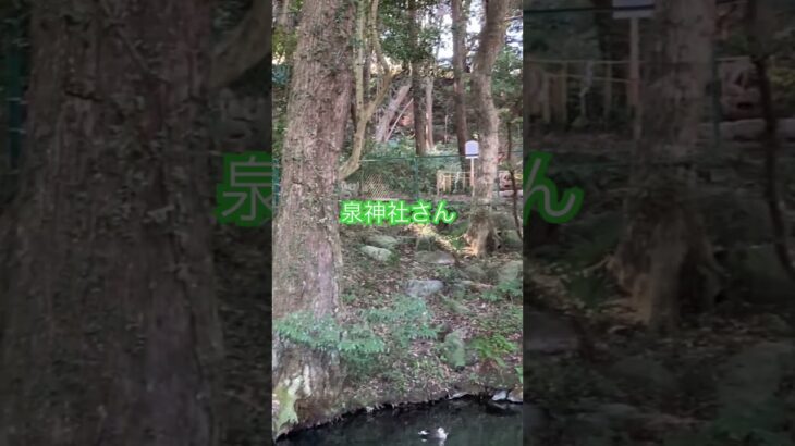 泉神社さん。　#泉神社 #茨城観光 #神社巡り #パワースポット #日本の神秘 #霊水 #常陸国 #茨城の自然 #泉が森 #癒しスポット #美しい日本 #日本文化 #神秘の泉 #茨城の絶景