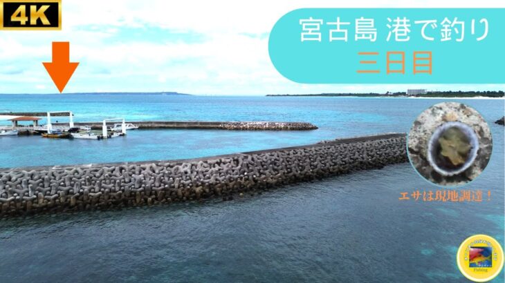 2023年 【いつかは100魚種】冬の宮古島 3日目 五目 港で釣り　#釣り #宮古島 #沖縄 #小物釣り