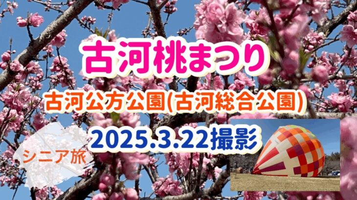 [茨城観光]古河桃まつりに行ってきました(古河公方公園)(2025.3.22撮影)