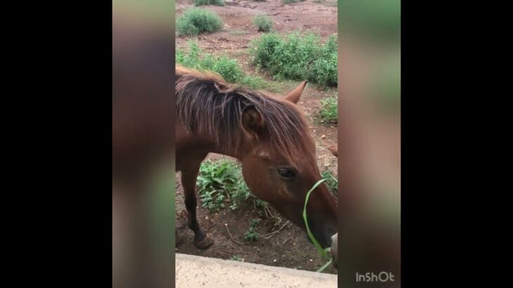 2023年 宮古島の宮古馬の餌やり　MIYAKO island MIYAKO HORSE #宮古馬　#宮古島 #horse