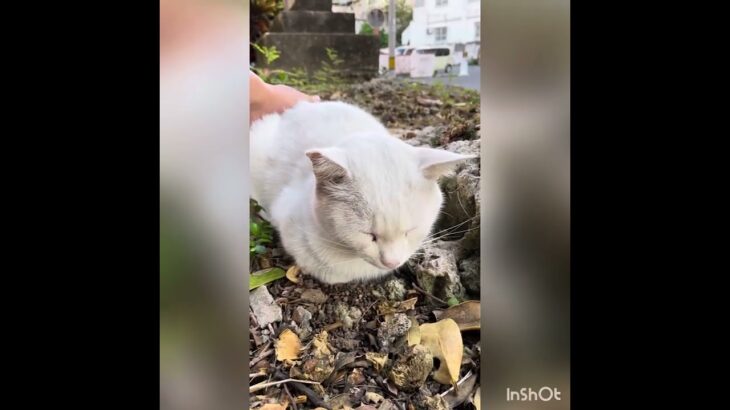 2023年 宮古島　御嶽でお会いした猫たち　meet cat at shrine #猫 #宮古島 #cat #miyakoisland