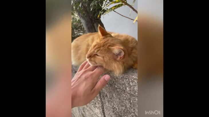 2023年 宮古島　ブロック塀の上の長毛茶トラ　meet long hair red tabby on the block wall #宮古島 #猫 #茶トラ #red tabby #cat