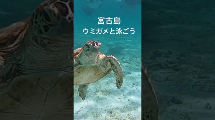 2023年 宮古島 「ウミガメ」と泳ぐ　＃shorts ＃宮古島