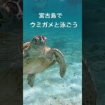 2023年 宮古島 ウミガメと泳ぐ　＃shorts ＃宮古島