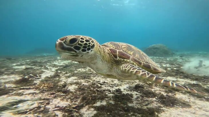 2023年 宮古島のウミガメ