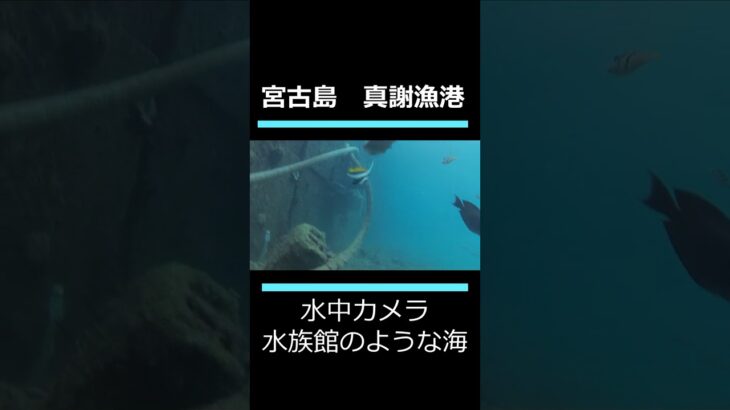 2023年 冬の宮古島　真謝漁港　水中カメラ