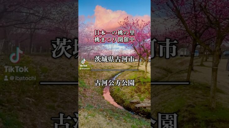 【日本一の桃の里　茨城県古河市　桃まつり】#茨城県 #古河市 #桃まつり　#お花見スポット #桃園