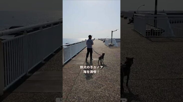 2023年 海さんぽを満喫する宮古島出身の野犬の子カノア🐶#野犬の子 #元野犬 #保護犬 #雑種犬