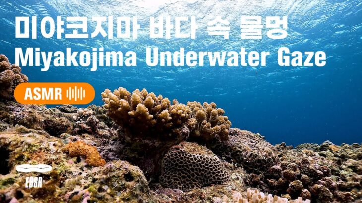 2023年 [EDSR_ASMR_1hr] 미야코지마 바다 속 물멍_Miyakojima Underwater Gaze_宮古島_伊良部島_ダイビング