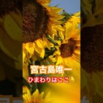 2023年 【GW新着情報‼️】2025宮古島唯一⁉️ひまわり畑を島一周して発見💡✨#宮古島 #沖縄 #沖縄旅行