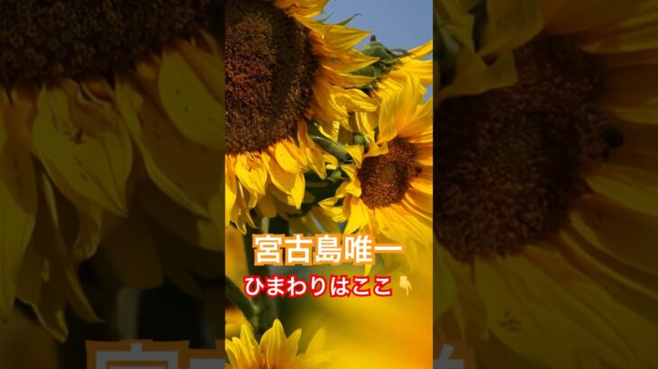 2023年 【GW新着情報‼️】2025宮古島唯一⁉️ひまわり畑を島一周して発見💡✨#宮古島 #沖縄 #沖縄旅行