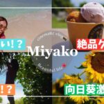 2023年 【GW必見🌺】宮古島の5月が想像以上に充実‼️夏前の海って実際🏖️/2025年は向日葵畑が🌻/穴場は🫣/知らないと食べれない🍧/島民から聞いたおすすめ観光ガイド完全版(ビーチ/グルメ/星空/夕日)