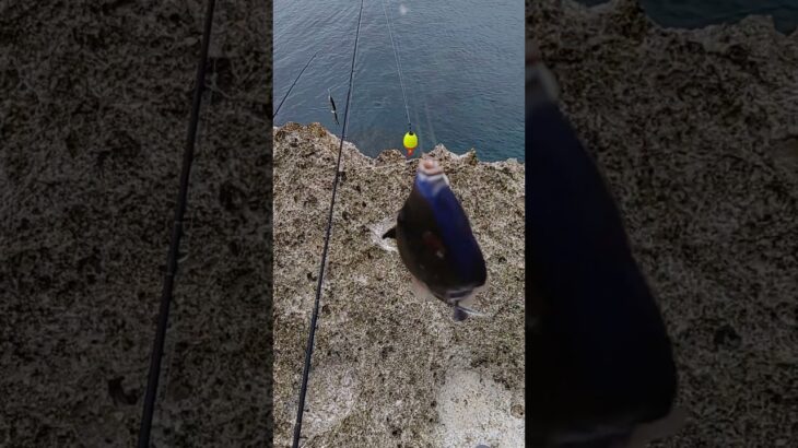 2023年 #fishing #宮古島