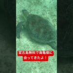 2023年 #宮古島 #宮古島ダイビング #fyp #海亀#trip #海 #旅行