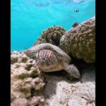 2023年 #okinawa #travel #seaturtle #oceanlife #beach #underwater #sea #gopro #ウミガメ #沖縄 #宮古島