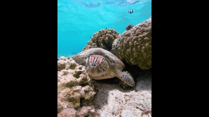 2023年 #okinawa #travel #seaturtle #oceanlife #beach #underwater #sea #gopro #ウミガメ #沖縄 #宮古島
