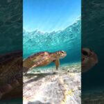 2023年 #okinawa #underwater #diving #seaturtle #ocean  #island #turtle #宮古島