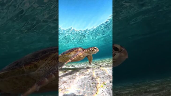 2023年 #okinawa #underwater #diving #seaturtle #ocean  #island #turtle #宮古島