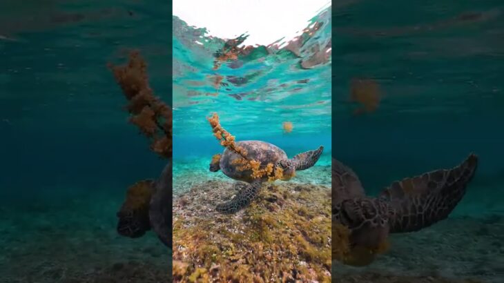 2023年 #sea #ocean #seaturtle #turtle #宮古島