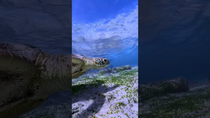 2023年 #宮古島 #ウミガメ #seaturtle #gopro #海が好き #宮古島旅行 #ウミガメと泳ぐ