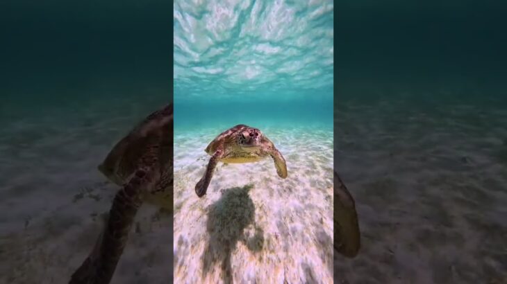 2023年 #宮古島 #ウミガメ #seaturtle #gopro #宮古島旅行 #シュノーケリング
